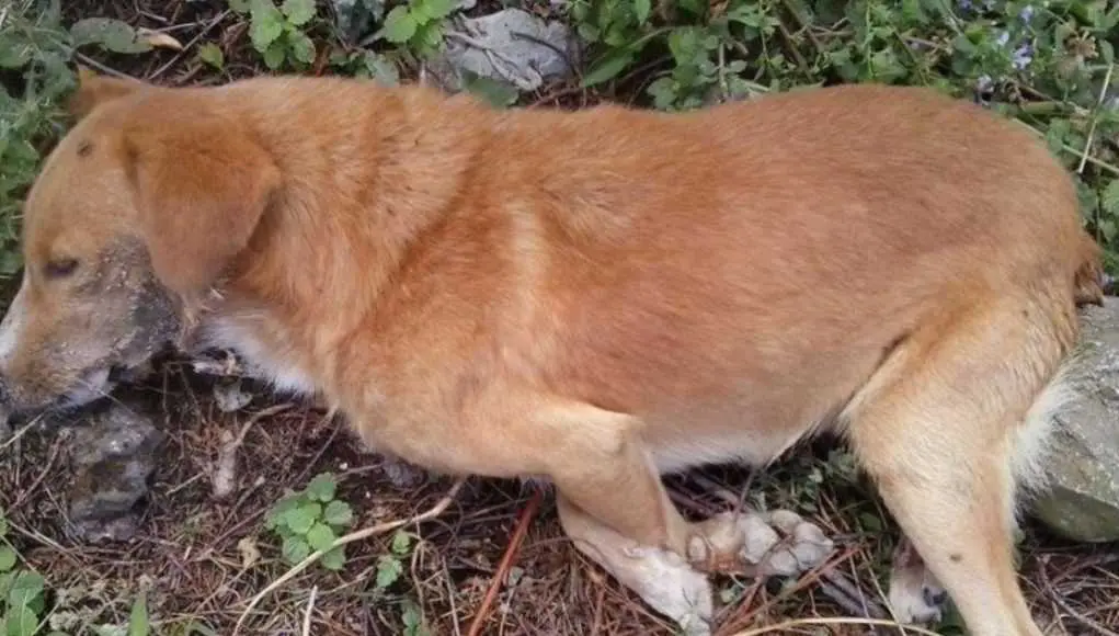 Eordaialive.com - Τα Νέα της Πτολεμαΐδας, Εορδαίας, Κοζάνης Εορδαία: Δηλητηρίασαν σκύλο στην Ερμακιά - Αναζητείται άλλος ένας