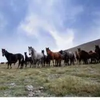 Eordaialive.com - Τα Νέα της Πτολεμαΐδας, Εορδαίας, Κοζάνης Εορδαία: Aφηνίασαν τα Άγρια Άλογα στην Ερμακιά