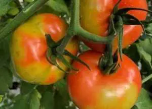 Εμφάνιση του επιβλαβούς οργανισμού Tomato Brown Rugose Fruit Virus –  ToBRFV (Ιός της καστανής ρυτίδωσης των καρπών της τομάτας) στην Ελλάδα