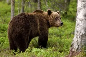 Με βαριά τραύματα νοσηλεύεται στο Νοσοκομείο Καστοριάς νεαρός που πάλεψε με αρκούδα