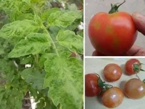 Εμφάνιση του επιβλαβούς οργανισμού Tomato Brown Rugose Fruit Virus –  ToBRFV (Ιός της καστανής ρυτίδωσης των καρπών της τομάτας) στην Ελλάδα