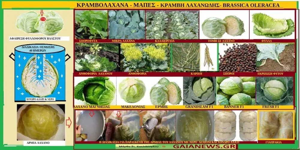 Κραμβολάχανα-Μάπες - Κράμβη η λαχανώδης – Brassicaoleracea var. Capitata ΦΥΤΑ ΑΠΟ ΤΟΥΣΑΓΡΟΥΣ & ΤΙΣ ΠΑΛΙΕΣ ΑΥΛΕΣ ΤΗΣ ΚΟΖΑΝΗΣΗ χρήση τους για την παρασκευή της ‘’Αρμιάς’’ και των‘’Γιαπρακιών’’