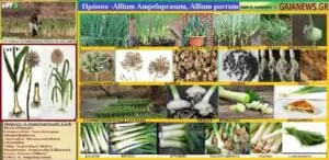 Πράσσο -Allium Ampeloprasum, Allium porrum- ΦΥΤΑ ΑΠΟ ΤΟΥΣ ΑΓΡΟΥΣ & ΤΙΣ ΠΑΛΙΕΣ ΑΥΛΕΣ ΤΗΣ ΚΟΖΑΝΗΣ