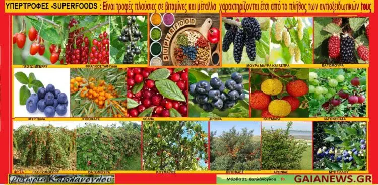 ΥΠΕΡΤΡΟΦΕΣ SUPERFOODS (video)Μύρτιλλο – Ιπποφαές- Αρώνια- Λαγοκέρασο - Γκότζι μπέρι -Φραγκοστάφυλο- Βατόμουρα -Κουμαριά -Κρανιά—Μούρα