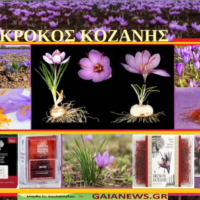 Φυτά από τους αγρούς και τις παλιές αυλές της Κοζάνης Κρόκος Κοζάνης - Κρόκος ο ήμερος – Ζαφορά – Σαφράν -Σαφράνι - Crocus sativus (video )