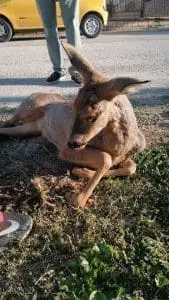 Τραυματισμένο ζαρκάδι βρέθηκε σε περιοχή της Καστοριάς