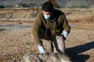 Έγκριση δαπάνης και έγκριση όρων διακήρυξης ανοικτού διεθνή διαγωνισμού περισυλλογής και διαχείρισης νεκρών ζώων και κατασχεθέντων προϊόντων.