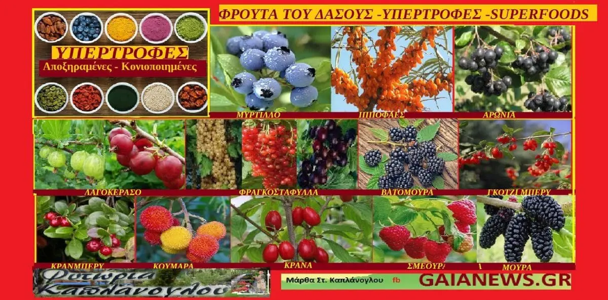 Υπερτροφές- superfoods (από φρούτα του δάσους )