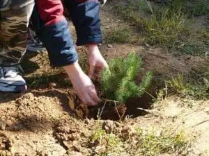 Δεντροφυτεύσεις στα καμμένα: Γιατί δασολόγοι & γεωπόνοι λένε «όχι»