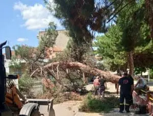 Πτολεμαΐδα: Αναστατώθηκαν κάτοικοι από την πτώση μεγάλου δέντρου στο πάρκο Χρηστίδη