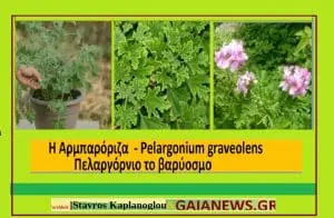 ΑΡΜΠΑΡΟΡΙΖΑ – ΑΛΜΠΑΡΟΡΙΖΑ - PELARGONIUM GRAVEOLENS ΙΑΤΡΟΦΑΡΜΑΚΕΥΤΙΚΕΣ ΙΔΙΟΤΗΤΕΣ