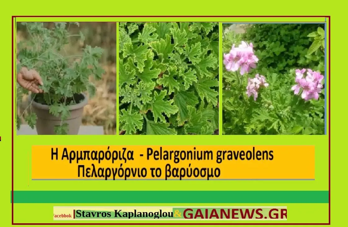 ΑΡΜΠΑΡΟΡΙΖΑ – ΑΛΜΠΑΡΟΡΙΖΑ - PELARGONIUM GRAVEOLENS ΙΑΤΡΟΦΑΡΜΑΚΕΥΤΙΚΕΣ ΙΔΙΟΤΗΤΕΣ