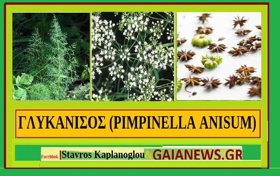 ΓΛΥΚΑΝΙΣΟΣ (PIMPINELLA ANISUM)