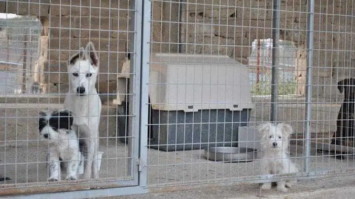 Αθηνα Τερζοπούλου - Στέφανος Κωτσίδης : Σκανδαλάκι; Σκάνδαλα; Και στο Κυνοκομείο του Δήμου Εορδαίας ; - Θα ξετυλιχθεί το κουβάρι. Εννέα χιλιάδες ( 9.000,00) ευρώ για καθαριότητα, στο πουθενά; !! Για να καθαριστουν τα καθαρά;