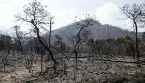 Βάζουν ανεμογεννήτριες στα καμμένα! – Οργανωμένο το έγκλημα!