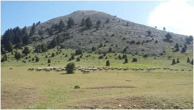 Διοργάνωση του 11ου Πανελλήνιου Συνεδρίου της Ελληνικής Λιβαδοπονικής Εταιρείας στη Σχολή Γεωπονικών Επιστημών του Πανεπιστημίου Δυτικής Μακεδονίας, στη Φλώρινα