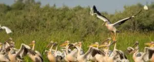 Παρατήρηση πουλιών (bird watching) στο Ρύμνιο Κοζάνης από την ΠΕ Κοζάνης το Σάββατο 17/6/2023 στις 10:00 π.μ.