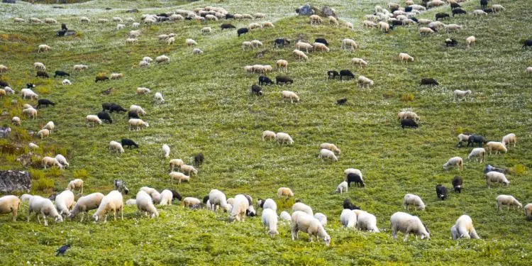 Πανώλη αιγοπροβάτων - Η νόσος ΔΕΝ ΜΕΤΑΔΙΔΕΤΑΙ στον άνθρωπο, ο οποίος ΔΕΝ ΜΟΛΥΝΕΤΑΙ ΚΑΙ ΔΕΝ ΝΟΣΕΙ.