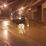 Απρόσκλητος νυχτερινός επισκέπτης στη Σιάτιστα!!! Φωτογραφίες… - Eordaialive.com