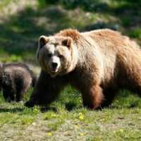 Eordaialive.com - Τα Νέα της Πτολεμαΐδας, Εορδαίας, Κοζάνης Εορδαία: Μια αρκούδα ξεσήκωσε την Αναρράχη