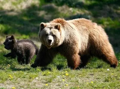 Eordaialive.com - Τα Νέα της Πτολεμαΐδας, Εορδαίας, Κοζάνης Εορδαία: Μια αρκούδα ξεσήκωσε την Αναρράχη