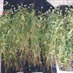 Eordaialive.com - Τα Νέα της Πτολεμαΐδας, Εορδαίας, Κοζάνης Σύλληψη δύο ημεδαπών στην Πτολεμαΐδα για παράβαση της νομοθεσίας περί ναρκωτικών -Κατασχέθηκαν διακόσια σαράντα οκτώ (248) φυτά παπαρούνας