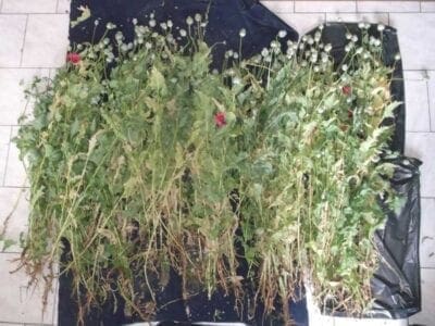 Eordaialive.com - Τα Νέα της Πτολεμαΐδας, Εορδαίας, Κοζάνης Σύλληψη δύο ημεδαπών στην Πτολεμαΐδα για παράβαση της νομοθεσίας περί ναρκωτικών -Κατασχέθηκαν διακόσια σαράντα οκτώ (248) φυτά παπαρούνας