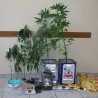 Eordaialive.com - Τα Νέα της Πτολεμαΐδας, Εορδαίας, Κοζάνης Σύλληψη 51χρονου  σε περιοχή της Πτολεμαΐδας για καλλιέργεια και πώληση ναρκωτικών