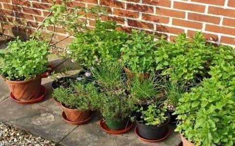 Το πότισμα των φυτών όταν είμαστε διακοπές!!   - Eordaialive.com