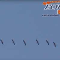 eordaialive.com: Εντυπωσιακό Θέαμα στην Πτολεμαϊδα ! Όταν τα πουλιά «ζωγραφίζουν» στον ουρανό (βίντεο) - Eordaialive.com
