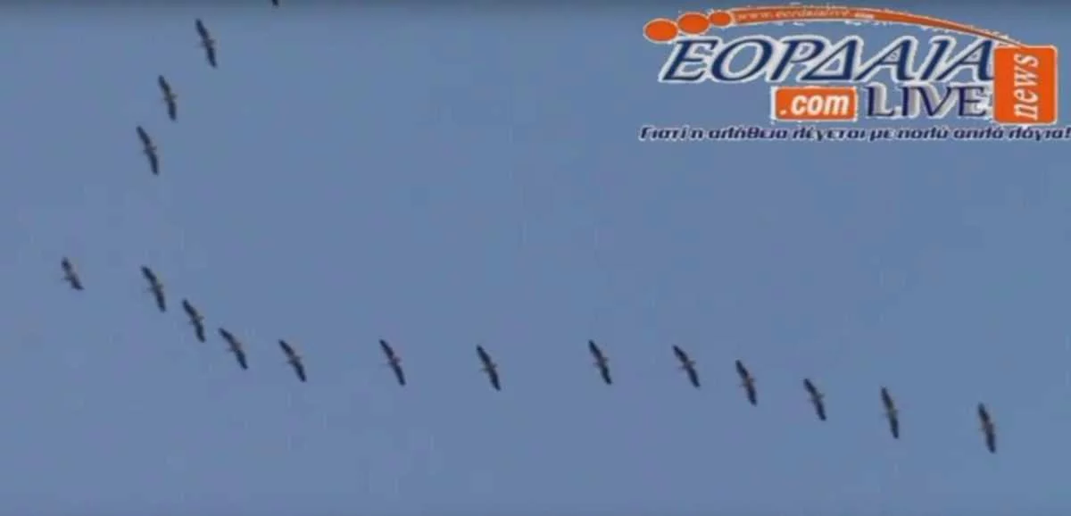Eordaialive.com - Τα Νέα της Πτολεμαΐδας, Εορδαίας, Κοζάνης eordaialive.gr: Εντυπωσιακό Θέαμα στην Πτολεμαϊδα ! Όταν τα πουλιά «ζωγραφίζουν» στον ουρανό (βίντεο)