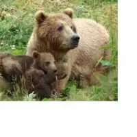 Eordaialive.com - Τα Νέα της Πτολεμαΐδας, Εορδαίας, Κοζάνης Τρία αρκουδάκια από τη Γεωργία και πέντε λύκους από την Αυστρία φιλοξενεί ο Αρκτούρος στη Φλώρινα