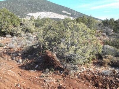 Συλλήψεις στην Καστοριά για παράβαση της δασικής νομοθεσίας - Eordaialive.com