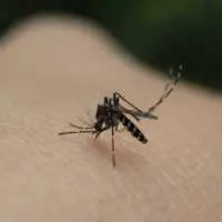 Eordaialive.com - Τα Νέα της Πτολεμαΐδας, Εορδαίας, Κοζάνης Πανελλήνιος Ιατρικός Σύλλογος: Πιθανόν να αυξηθούν τα κρούσματα ελονοσίας τον Σεπτέμβρη