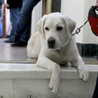 Πτολεμαΐδα: Φόλες σε κυνηγότοπο – Δηλητηριάστηκαν κυνηγετικοί και ποιμενικοί σκύλοι