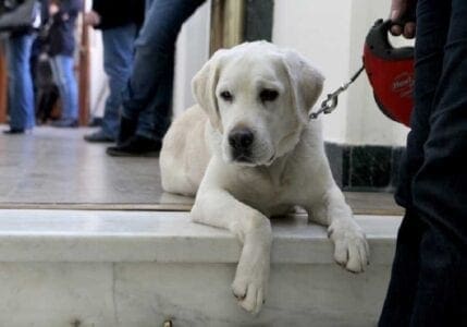 Τα σκυλιά μυρίζουν πράγματι τον καρκίνο - Eordaialive.com