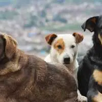 Eordaialive.com - Τα Νέα της Πτολεμαΐδας, Εορδαίας, Κοζάνης Κοζάνη: Νέα επίθεση σκύλου σε παιδί