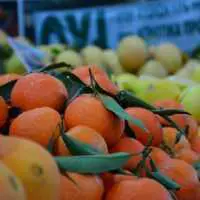 Eordaialive.com - Τα Νέα της Πτολεμαΐδας, Εορδαίας, Κοζάνης Στην τρίτη θέση η Ελλάδα στις εισαγωγές πορτοκαλιών στη Γερμανία