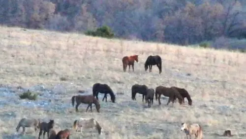 Eordaialive.com - Τα Νέα της Πτολεμαΐδας, Εορδαίας, Κοζάνης Εορδαία: Κίνδυνος ατυχημάτων από τα άγρια άλογα της Ερμακιάς