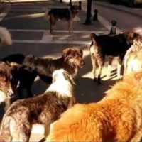 Eordaialive.com - Τα Νέα της Πτολεμαΐδας, Εορδαίας, Κοζάνης Εορδαία: Καταγραφή δεσποζόμενων και αδέσποτων σκύλων