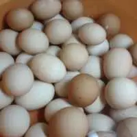 Eordaialive.com - Τα Νέα της Πτολεμαΐδας, Εορδαίας, Κοζάνης Έρευνα: Η κατανάλωση αυγών τονώνει τη λειτουργία του εγκεφάλου