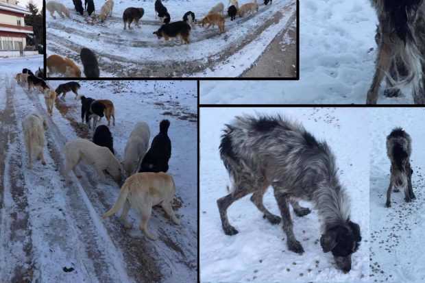 Eordaialive.com - Τα Νέα της Πτολεμαΐδας, Εορδαίας, Κοζάνης Άρρωστα και χωρίς τροφή δεκάδες αδέσποτα σκυλιά στο ακατοίκητο χωριό Μαυροπηγή Κοζάνης