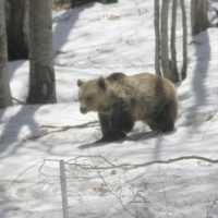 Eordaialive.com - Τα Νέα της Πτολεμαΐδας, Εορδαίας, Κοζάνης Έπεσαν για ύπνο οι αρκούδες στο Νυμφαίο