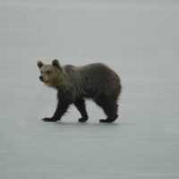 Eordaialive.com - Τα Νέα της Πτολεμαΐδας, Εορδαίας, Κοζάνης Νεαρή αρκούδα… βόλταρε στη λίμνη της Καστοριάς επί ώρες (φωτο)