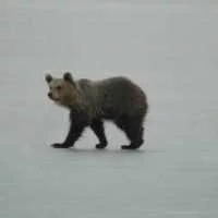 Eordaialive.com - Τα Νέα της Πτολεμαΐδας, Εορδαίας, Κοζάνης Νεαρή αρκούδα… βόλταρε στη λίμνη της Καστοριάς επί ώρες (φωτο)