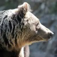 Eordaialive.com - Τα Νέα της Πτολεμαΐδας, Εορδαίας, Κοζάνης Νεκρή αρκούδα από φόλα στη Φλώρινα