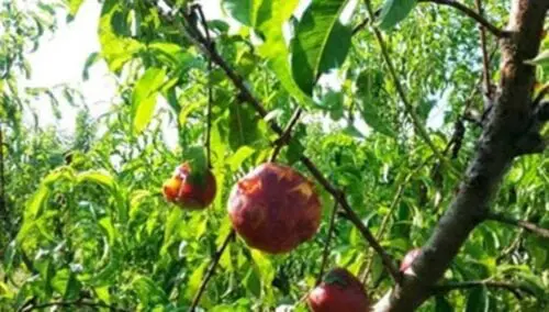 Eordaialive.com - Τα Νέα της Πτολεμαΐδας, Εορδαίας, Κοζάνης Εορδαία: «Επί ποδός» οι δενδροκαλλιεργητές στο Μεσόβουνο