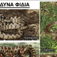 Eordaialive.com - Τα Νέα της Πτολεμαΐδας, Εορδαίας, Κοζάνης ΕΙΝΑΙ ΟΧΙΑ Ή ΔΕΝ ΕΙΝΑΙ; - Οδηγός | Μαθαίνουμε να αναγνωρίζουμε τα επικίνδυνα και τα ακίνδυνα φίδια