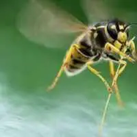 Eordaialive.com - Τα Νέα της Πτολεμαΐδας, Εορδαίας, Κοζάνης Τι μπορούμε να κάνουμε εάν μας τσιμπήσει μέλισσα ή σφήκα