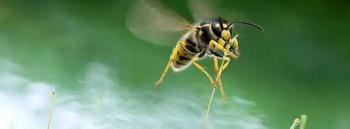 Eordaialive.com - Τα Νέα της Πτολεμαΐδας, Εορδαίας, Κοζάνης Τι μπορούμε να κάνουμε εάν μας τσιμπήσει μέλισσα ή σφήκα